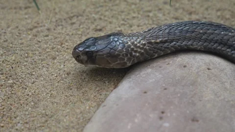  Cobra crawling in sand Stock Footage 251760550