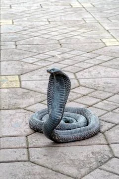 Cobra dancing  in Marrakech Morocco Fotos de archivo