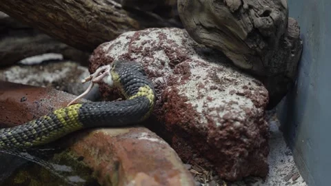 Cobra Eats a White Mouse Stock Footage 297618131