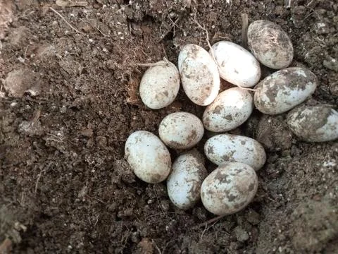 Cobra eggs in asia Stock Photos