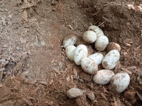 Cobra eggs, eggs of snakes Stock Photos