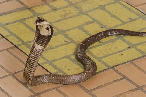 Cobra is on the floor Is a medium sized snake There is one serious poison. Stock Photos