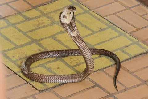 Cobra is on the floor Is a medium sized snake There is one serious poison. Stock Photos