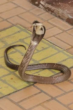 Cobra is on the floor Is a medium sized snake There is one serious poison. Stock Photos