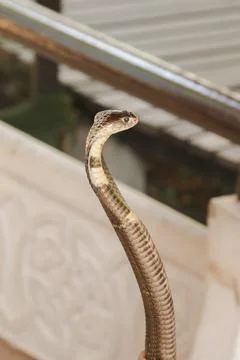 Cobra is on the floor Is a medium sized snake There is one serious poison. Stock Photos