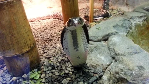 Cobra Stock Footage 282510931