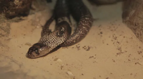 Cobra glides Stock Footage 24456262