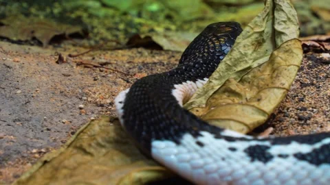 Cobra head crawling by  Stock Footage 246423658