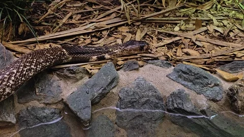 A cobra head crawling  Stock Footage 269840573