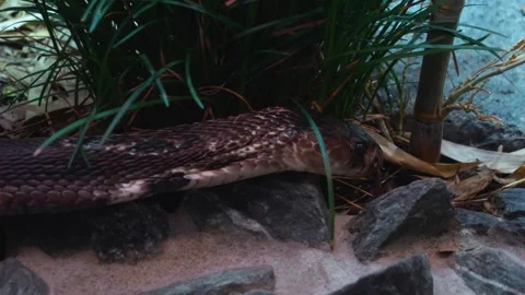 A cobra head Stock Footage 277465898