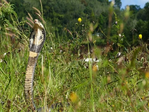 Cobra hood spread Stock Footage 70115006