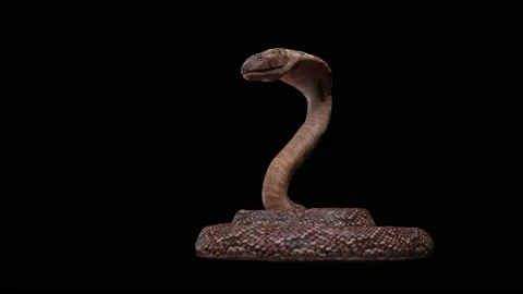 Cobra idle animation loop hissing and coil on the floor. Stock-Footage 199481598
