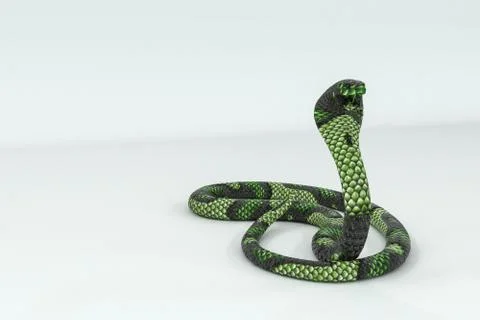 Cobra isolated on white Stock Illustration