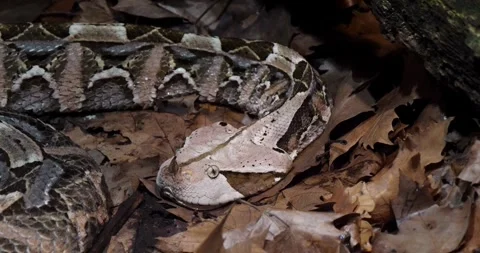 A cobra lay motionless among the oak leaves. Stock Footage 315332829