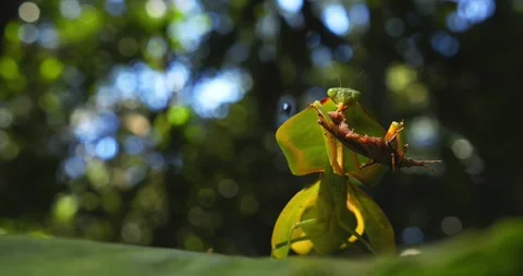 Cobra mantis devours a brown grasshopper it grips tightly on a leaf in Peru’s Stock Footage 307496419