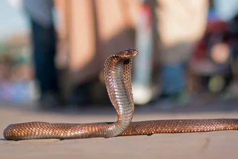 Cobra in Marrakech Stock Photos