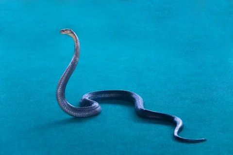 Cobra with an open hood. Stock Photos
