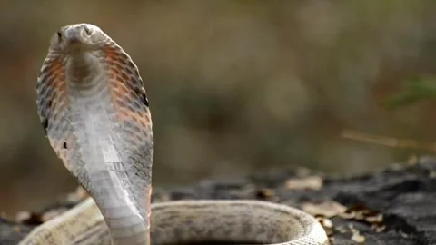 Cobra poison snake Stock Footage 268897871