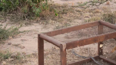 Cobra Released From Captivity in Kenya  (HD) Stock Footage 25710155