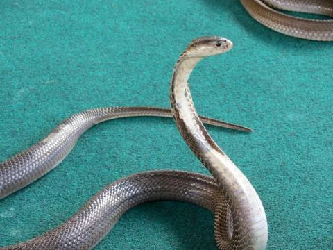 Cobra side view on carpet background Stock Photos