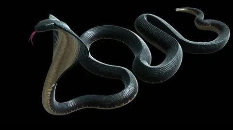Cobra Snake 2013 Stock Footage 21535374