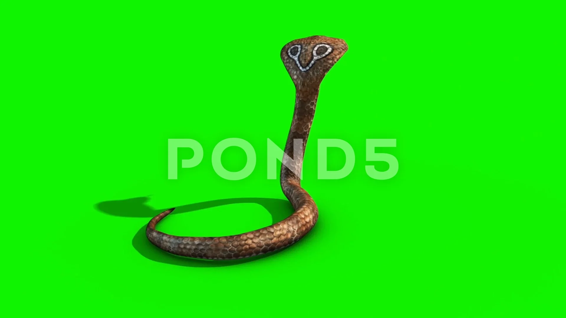 Cobra Snake Attacks Green Screen Back 3D... | Stock Video | Pond5
