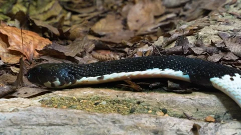 Cobra snake crawling Stock Footage 274573693