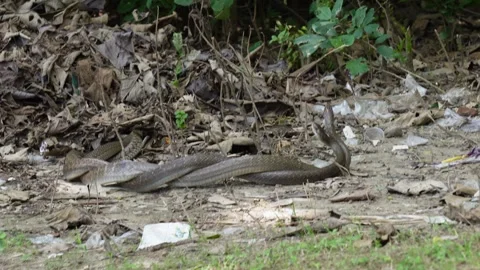 Cobra snake engaged in a combat Stock Footage 320000074