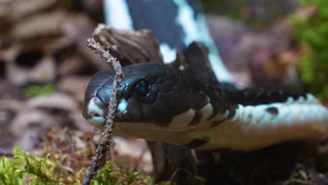 Cobra snake head crawling  Stock Footage 274572070