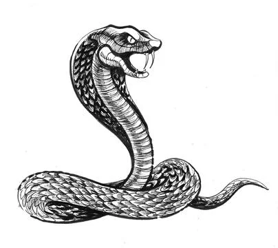 Cobra snake Stock Illustration