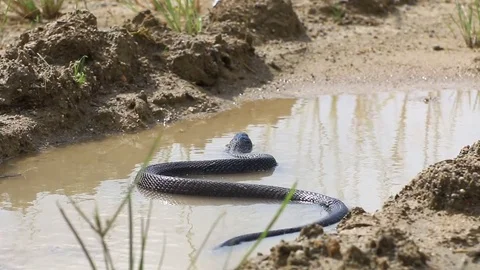 Cobra snake in nature. Stock Footage 70867604
