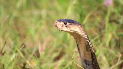 Cobra snake in nature. Stock Footage 70867613