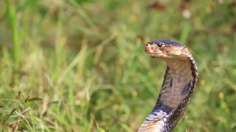Cobra snake in nature. Stock Footage 70867672