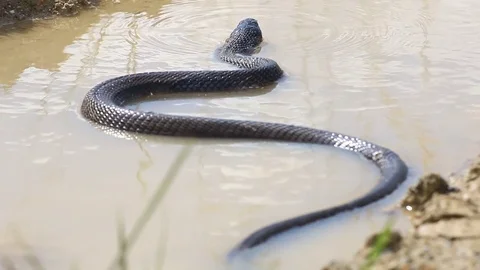 Cobra snake in nature. Stock Footage 70867679