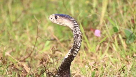 Cobra snake in nature. Stock Footage 70867714
