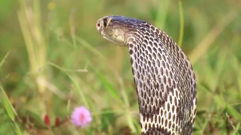Cobra snake in nature. Stock Footage 70867879
