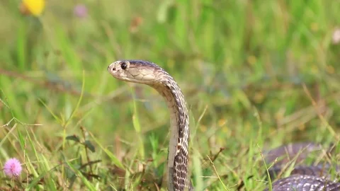 Cobra snake in nature. Stock Footage 70867883