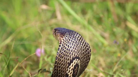 Cobra snake in nature. Stock Footage 70867890