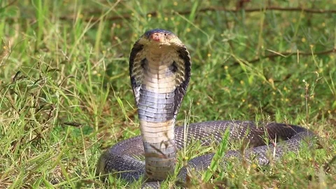 Cobra snake in nature. Stock Footage 70867903