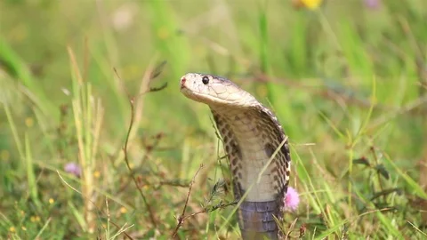 Cobra snake in nature. Stock Footage 70867919