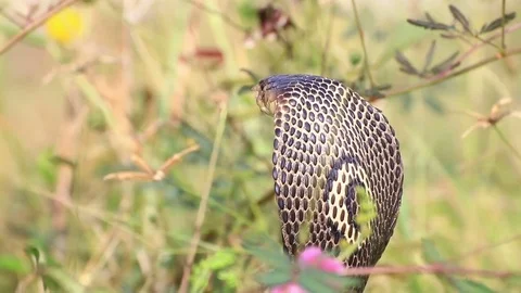 Cobra snake in nature. Stock Footage 70867966