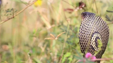 Cobra snake in nature. Stock Footage 70867971
