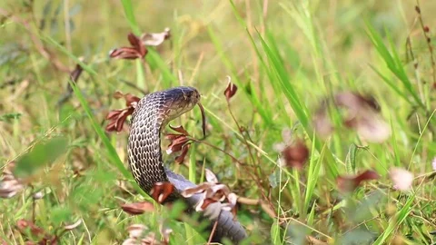 Cobra snake in nature. Stock Footage 70868004