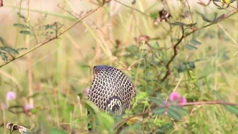Cobra snake in nature. Stock Footage 70868022