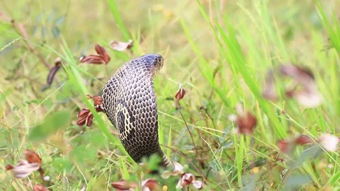 Cobra snake in nature. Stock Footage 70868075