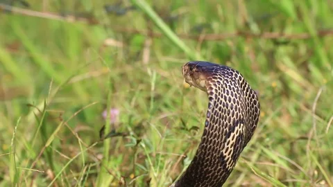 Cobra snake in nature. Stock Footage 70868157