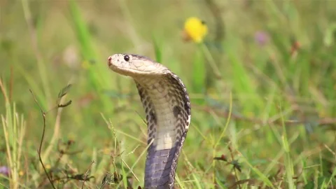 Cobra snake in nature. Stock Footage 70868201
