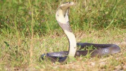 Cobra snake in nature. Stock Footage 70868388