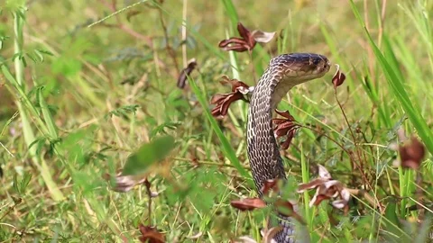 Cobra snake in nature. Stock Footage 70868434