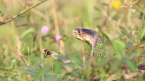 Cobra snake in nature. Stock Footage 70868465